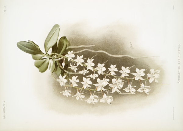 Angræcum articulatum from Reichenbachia Orchids 1888-1894 illustrated by Frederick Sander 1847-1920.  by IStockHistory com