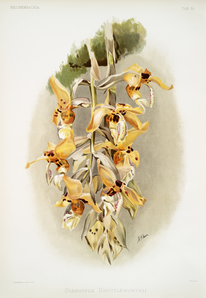 Stanhopea shuttleworthii from Reichenbachia Orchids 1888-1894 illustrated by Frederick Sander 1847-1920.  by IStockHistory com