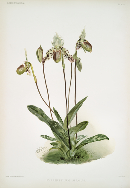 Cypripedium argus from Reichenbachia Orchids 1888-1894 illustrated by Frederick Sander 1847-1920.  by IStockHistory com