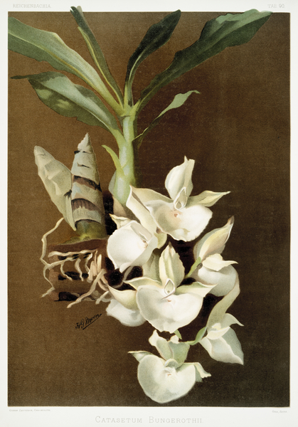Catasetum bungerothii from Reichenbachia Orchids 1888-1894 illustrated by Frederick Sander 1847-1920.  by IStockHistory com