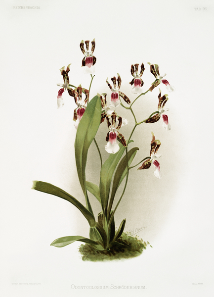 Odontoglossum schröderianum from Reichenbachia Orchids 1888-1894 illustrated by Frederick Sander 1847-1920.  by IStockHistory com