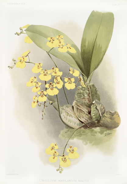 Oncidium ampliatum majus from Reichenbachia Orchids 1888-1894 illustrated by Frederick Sander 1847-1920.  by IStockHistory com