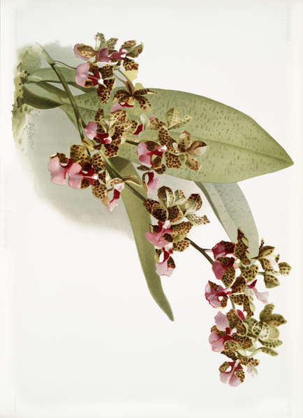 Oncidium lanceanum from Reichenbachia Orchids 1888-1894 illustrated by Frederick Sander 1847-1920.  by IStockHistory com