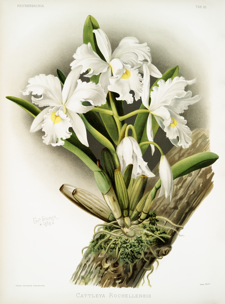 Cattleya labiata from Reichenbachia Orchids 1888-1894 illustrated by Frederick Sander 1847-1920.  by IStockHistory com