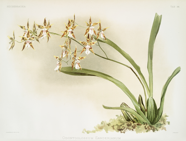 Odontoglossum sanderianum from Reichenbachia Orchids 1888-1894 illustrated by Frederick Sander 1847-1920.  by IStockHistory com