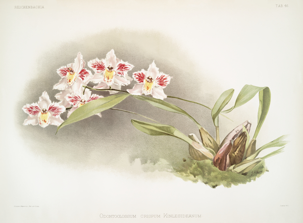 Odontoglossum crispum Kinlesideanum from Reichenbachia Orchids 1888-1894 illustrated by Frederick Sander 1847-1920.  by IStockHistory com