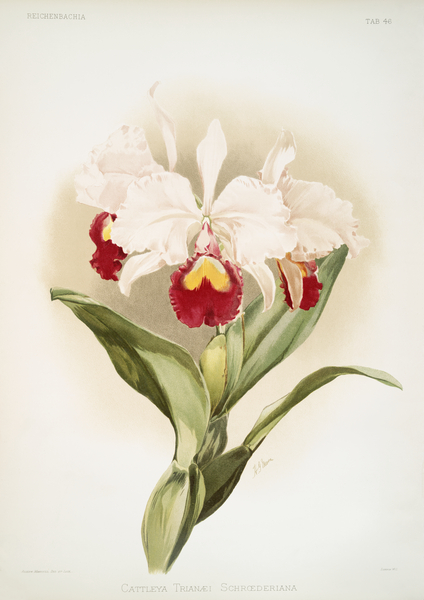 Cattleya trianaei schroederiana from Reichenbachia Orchids 1888-1894 illustrated by Frederick Sander 1847-1920.  by IStockHistory com