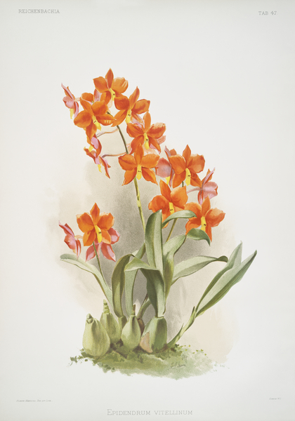 Epidendrum vitellinum from Reichenbachia Orchids 1888-1894 illustrated by Frederick Sander 1847-1920.  by IStockHistory com