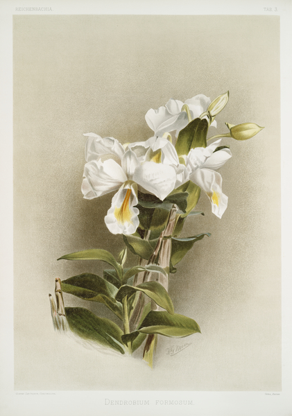 Dendrobium formosum from Reichenbachia Orchids 1888-1894 illustrated by Frederick Sander 1847-1920.  by IStockHistory com