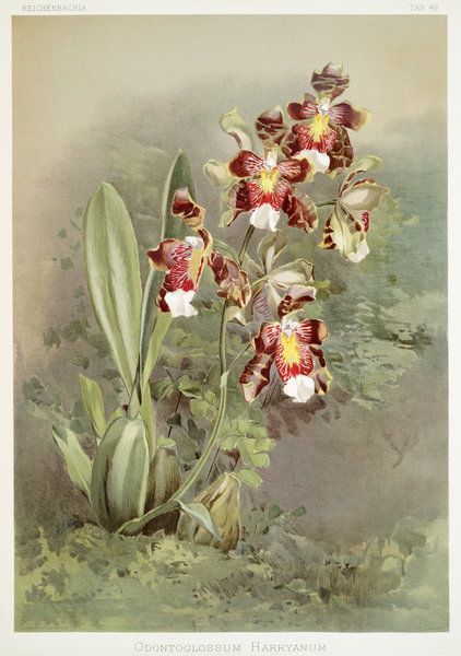 Odontoglossum harryanum from Reichenbachia Orchids 1888-1894 illustrated by Frederick Sander 1847-1920.  by IStockHistory com