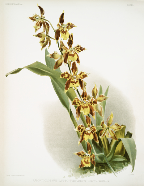 Odontoglossum luteo-purpureum prionopetalum from Reichenbachia Orchids 1888-1894 illustrated by Frederick Sander 1847-1920.  by IStockHistory com