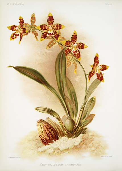 Odontoglossum triumphans from Reichenbachia Orchids 1888-1894 illustrated by Frederick Sander 1847-1920.  by IStockHistory com
