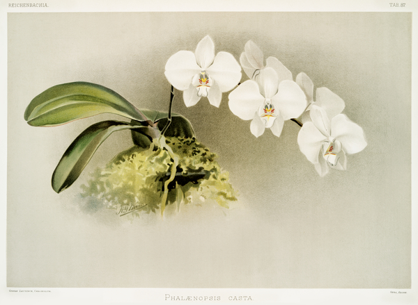 Phalænopsis casta from Reichenbachia Orchids 1888-1894 illustrated by Frederick Sander 1847-1920.  by IStockHistory com