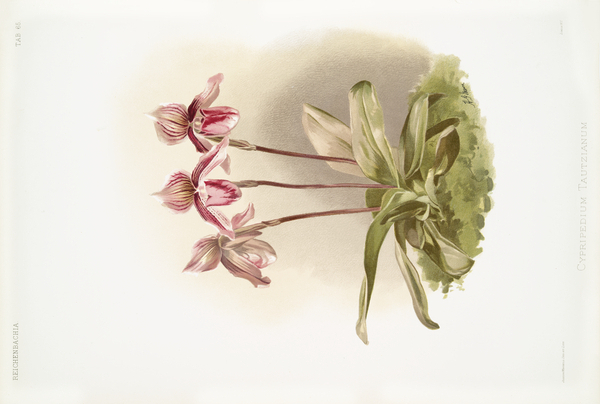 Cypripedium tautzianum from Reichenbachia Orchids 1888-1894 illustrated by Frederick Sander 1847-1920.  by IStockHistory com