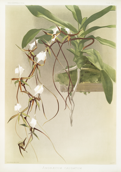 Angræcum caudatum from Reichenbachia Orchids 1888-1894 illustrated by Frederick Sander 1847-1920.  by IStockHistory com