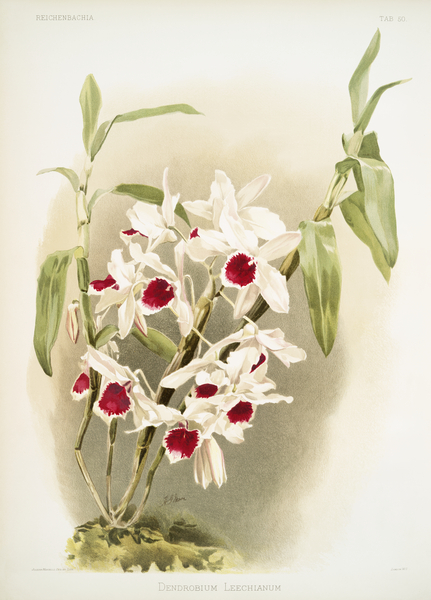 Dendrobium leechianum from Reichenbachia Orchids 1888-1894 illustrated by Frederick Sander 1847-1920.  by IStockHistory com