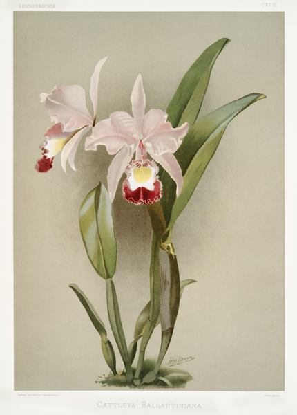 Cattleya victoria regina from Reichenbachia Orchids 1888-1894 illustrated by Frederick Sander 1847-1920.  by IStockHistory com