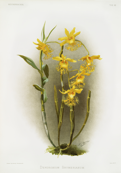 Dendrobium brymerianum from Reichenbachia Orchids 1888-1894 illustrated by Frederick Sander 1847-1920.  by IStockHistory com