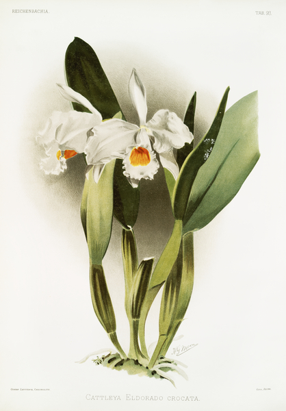 Cattleya eldorado crocata from Reichenbachia Orchids 1888-1894 illustrated by Frederick Sander 1847-1920.  by IStockHistory com