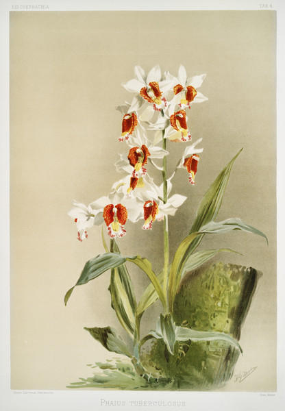 Phaius tuberculosus from Reichenbachia Orchids 1888-1894 illustrated by Frederick Sander 1847-1920.  by IStockHistory com