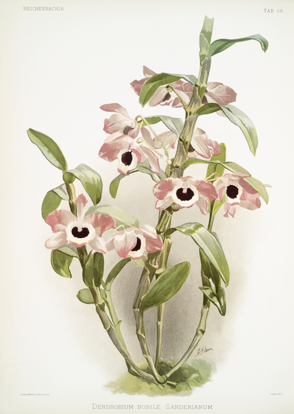 Dendrobium noile sanderianum from Reichenbachia Orchids 1888-1894 illustrated by Frederick Sander 1847-1920.  by IStockHistory com