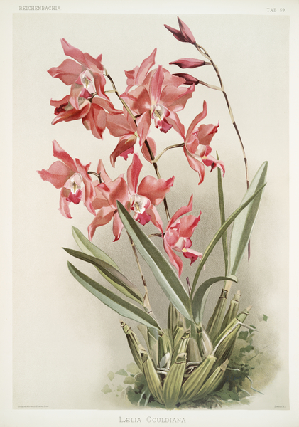 Lælia gouldiana from Reichenbachia Orchids 1888-1894 illustrated by Frederick Sander 1847-1920.  by IStockHistory com