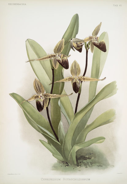 Cypripedium rothschildianum from Reichenbachia Orchids 1888-1894 illustrated by Frederick Sander 1847-1920.  by IStockHistory com
