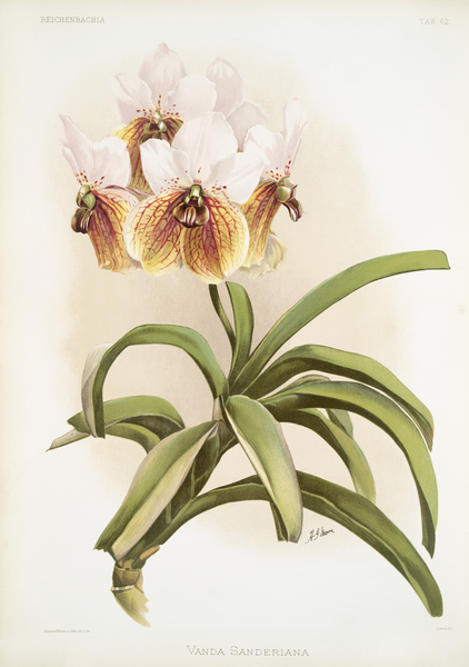 Vanda sanderiana from Reichenbachia Orchids 1888-1894 illustrated by Frederick Sander 1847-1920.  by IStockHistory com