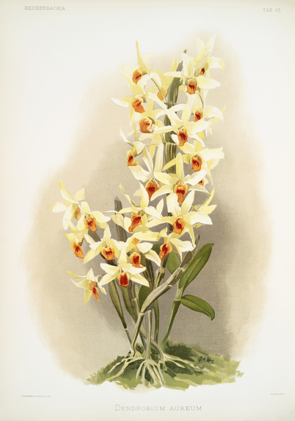 Dendrobium aureum from Reichenbachia Orchids 1888-1894 illustrated by Frederick Sander 1847-1920.  by IStockHistory com