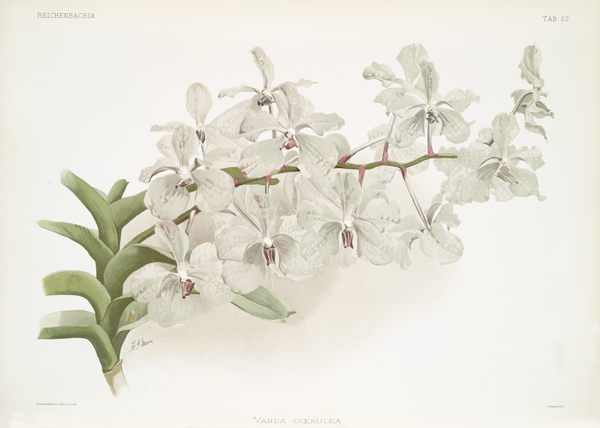 Vanda ccerulea from Reichenbachia Orchids 1888-1894 illustrated by Frederick Sander 1847-1920.  by IStockHistory com