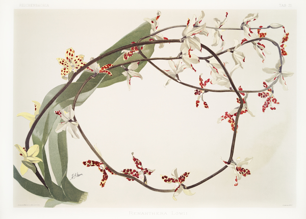 Renanthera lowii from Reichenbachia Orchids 1888-1894 illustrated by Frederick Sander 1847-1920.  by IStockHistory com