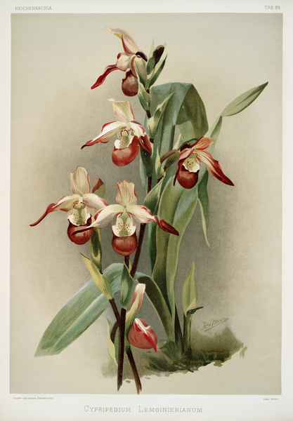 Cypripedium lemoinierianum from Reichenbachia Orchids 1888-1894 illustrated by Frederick Sander 1847-1920.  by IStockHistory com
