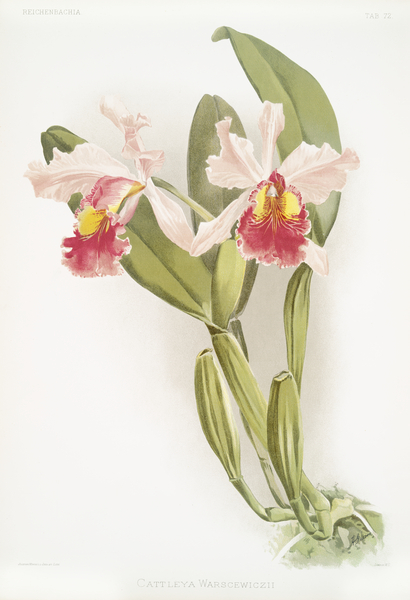 Cattleya warscewiczii from Reichenbachia Orchids 1888-1894 illustrated by Frederick Sander 1847-1920.  by IStockHistory com