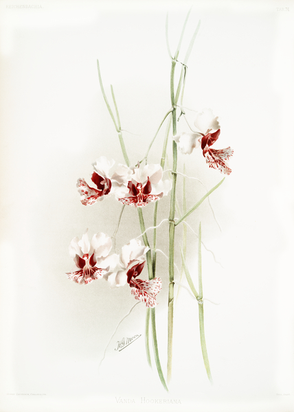 Vanda hookeriana from Reichenbachia Orchids 1888-1894 illustrated by Frederick Sander 1847-1920.  by IStockHistory com