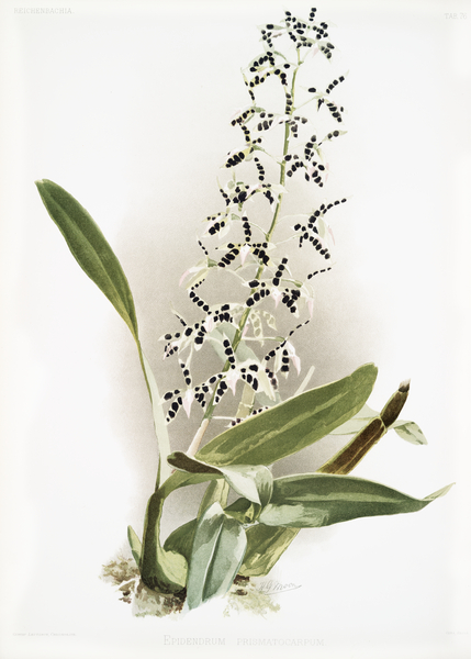 Epidendrum prismatocarpum from Reichenbachia Orchids 1888-1894 illustrated by Frederick Sander 1847-1920.  by IStockHistory com