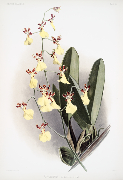 Oncidium splendidum from Reichenbachia Orchids 1888-1894 illustrated by Frederick Sander 1847-1920.  by IStockHistory com