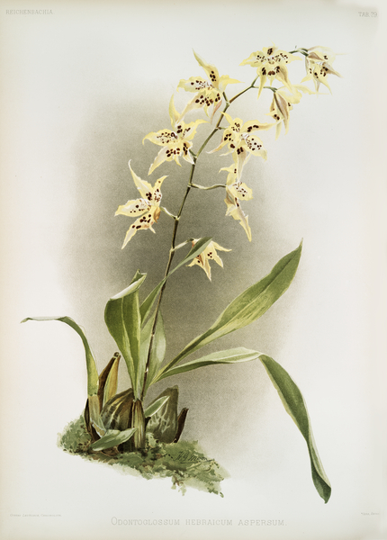 Odontoglossum hebraicum aspersum from Reichenbachia Orchids 1888-1894 illustrated by Frederick Sander 1847-1920.  by IStockHistory com