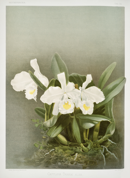 Cattleya trianæ alba from Reichenbachia Orchids 1888-1894 illustrated by Frederick Sander 1847-1920.  by IStockHistory com