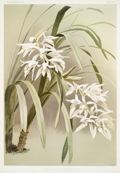 Cymbidium mastersi from Reichenbachia Orchids 1888-1894 illustrated by Frederick Sander 1847-1920.  by IStockHistory com
