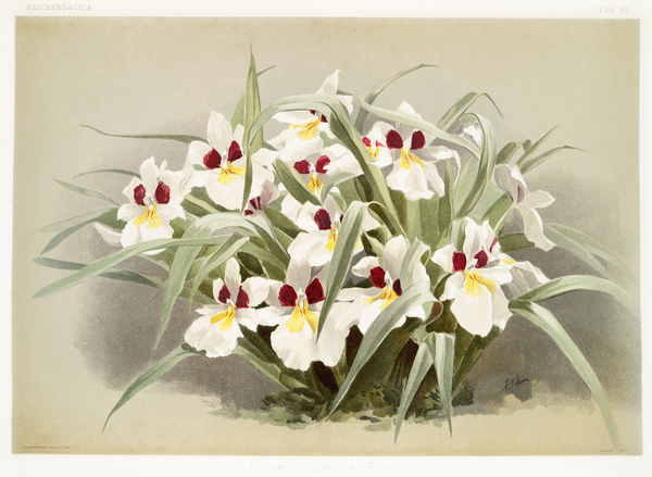 Odontoglossum roezlii from Reichenbachia Orchids 1888-1894 illustrated by Frederick Sander 1847-1920.  by IStockHistory com