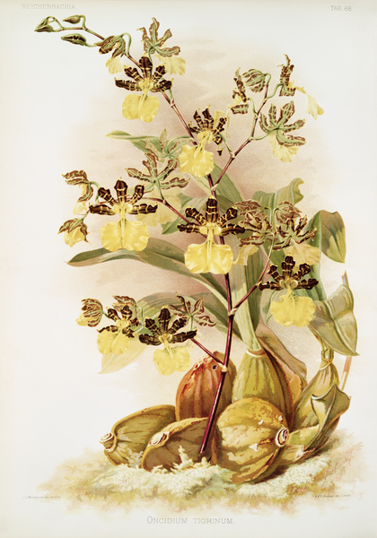 Oncidium tigrinum from Reichenbachia Orchids 1888-1894 illustrated by Frederick Sander 1847-1920.  by IStockHistory com