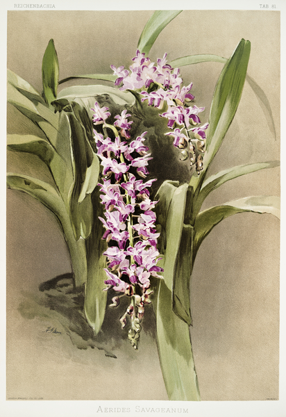 Aërides savageanum from Reichenbachia Orchids 1888-1894 illustrated by Frederick Sander 1847-1920.  by IStockHistory com