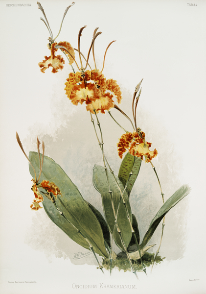 Oncidium kramerianum from Reichenbachia Orchids 1888-1894 illustrated by Frederick Sander 1847-1920.  by IStockHistory com