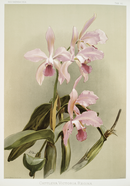 Cattleya victoria regina from Reichenbachia Orchids 1888-1894 illustrated by Frederick Sander 1847-1920.  by IStockHistory com