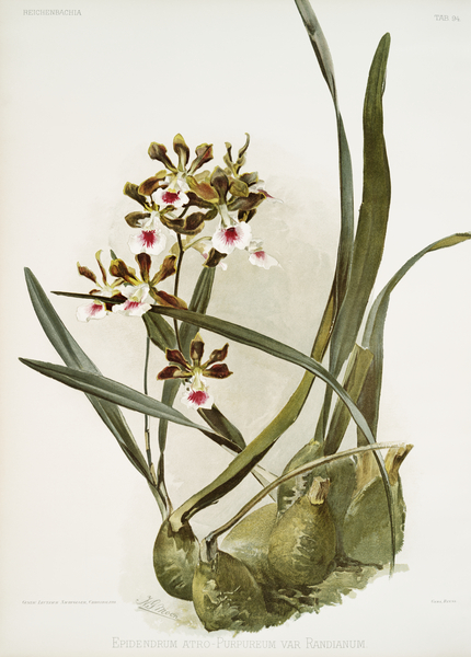 Rands Encyclia Epidendrum atro-purpureum var randianum from Reichenbachia Orchids 1888-1894 illustrated by Frederick Sander 1847-1920.  by IStockHistory com