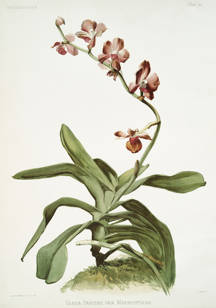 Marriott&39s Phalaenopsis Vanda parishii var marriottiana from Reichenbachia Orchids 1888-1894 illustrated by Frederick Sander 1847-1920.  by IStockHistory com