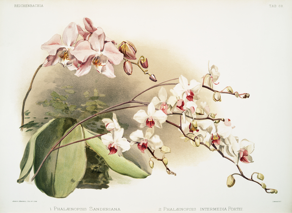 Phalænopsis sanderiana Phalænopsis intermedia portei from Reichenbachia Orchids 1888-1894 illustrated by Frederick Sander 1847-1920.  by IStockHistory com