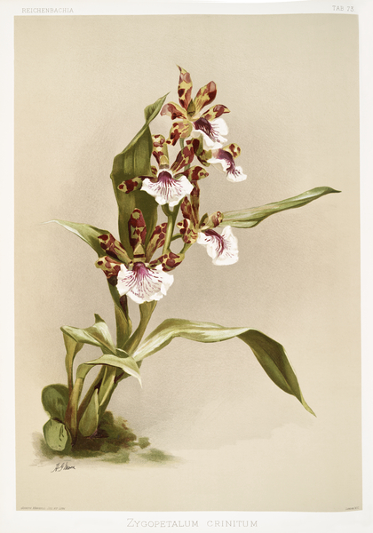 Zygopetalum crinitum from Reichenbachia Orchids 1888-1894 illustrated by Frederick Sander 1847-1920.  by IStockHistory com
