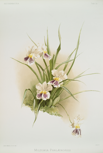 Miltonia phalænopsis from Reichenbachia Orchids 1888-1894 illustrated by Frederick Sander 1847-1920.  by IStockHistory com