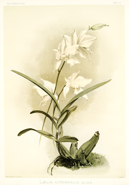 Lælia autumnalis alba from Reichenbachia Orchids 1888-1894 illustrated by Frederick Sander 1847-1920.  by IStockHistory com